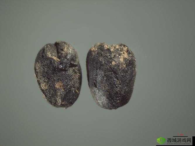 北京出土三千年前植物种子，探索古代生态与文明的钥匙