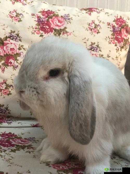 尺寸 po 长耳兔:超级可爱且迷人的形象