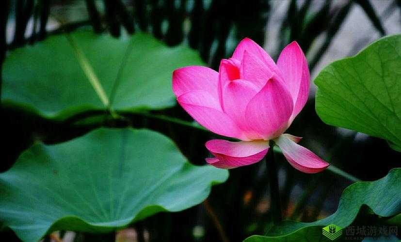 女子半夜莲花开的表现:揭示其背后的神秘现象与情感变化