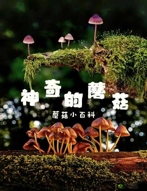 XAXWAS3XXXXXL 蘑菇:关于它的奇妙特性与神秘之处的探讨