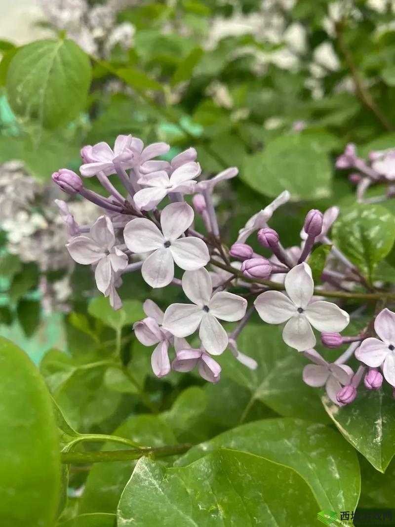 九月丁香九月的热烈爱恋：一场刻骨铭心的情感之旅