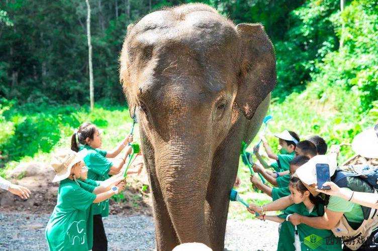 大象视频嫩草研究院：探索精彩视频世界的奇妙之旅