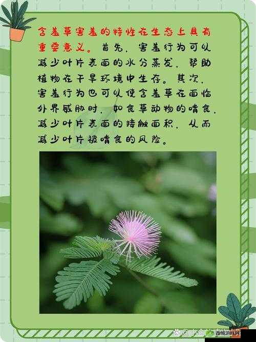 免费包子铺含羞草:传递温暖与爱的独特存在