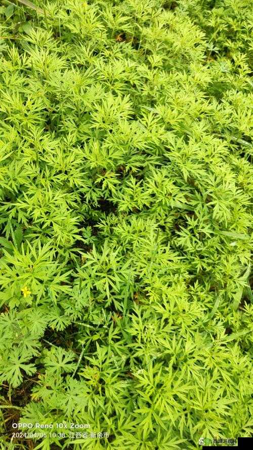 回归自然，探索小森生活的绿色奥秘