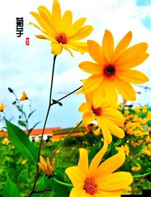 野花日本韩国大全免费版 6 精彩内容大揭秘