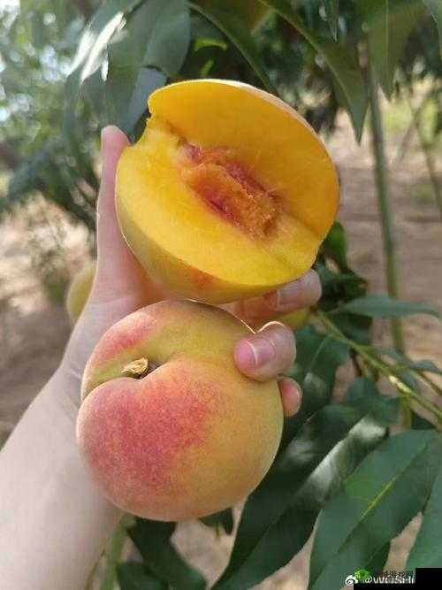 黄桃 b 站：独特内容的精彩呈现