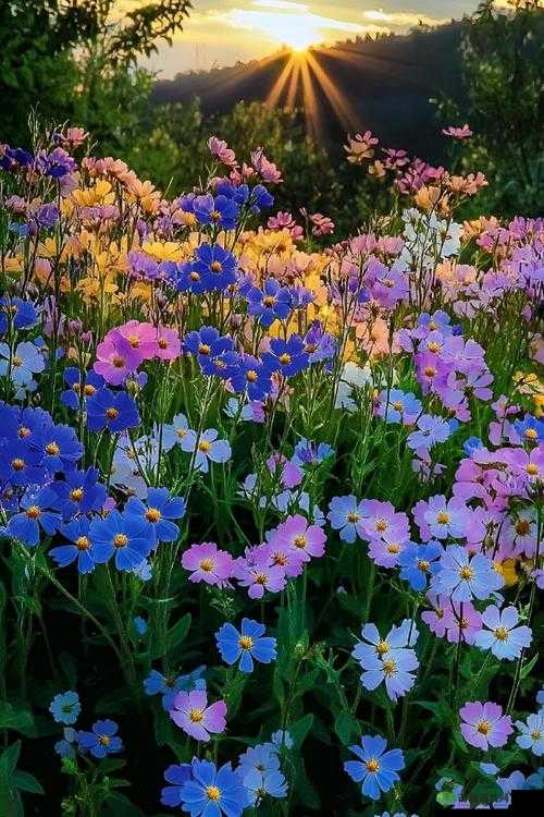 野花日本免费高清 3：感受大自然的纯净之美