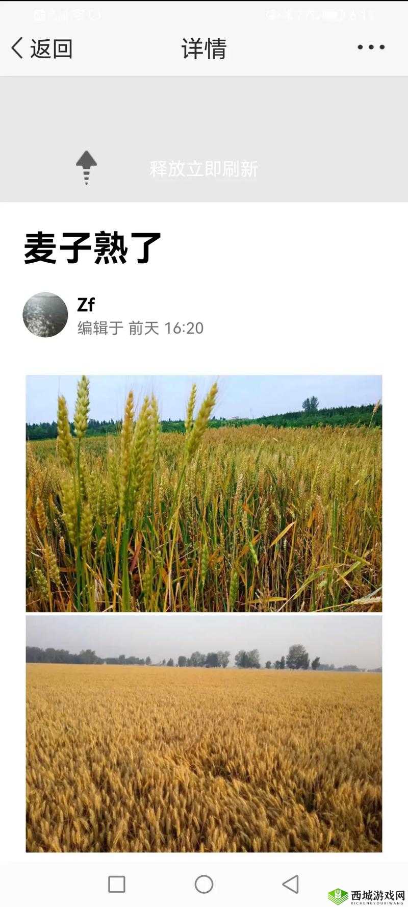 韩国朋友家的麦子:探寻麦粒背后的故事