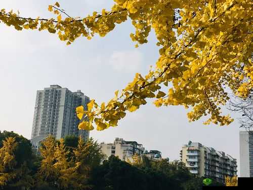 一级黄比比片:独特视角下的奇妙呈现