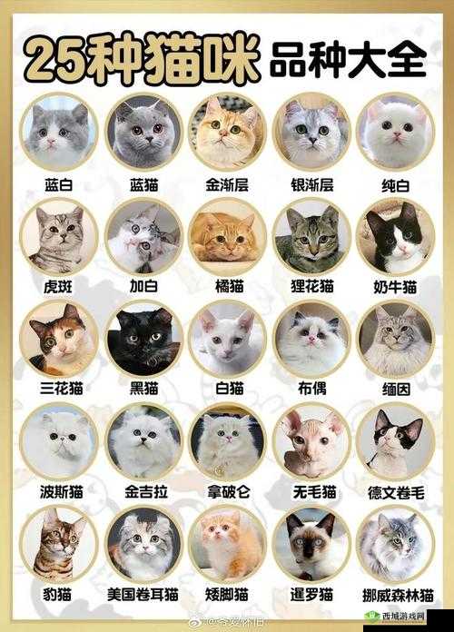 品种猫介绍大全，资源管理的艺术与策略