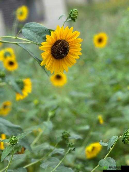 小猪鸭脖向日葵芭乐草莓:带你领略多彩的美食世界