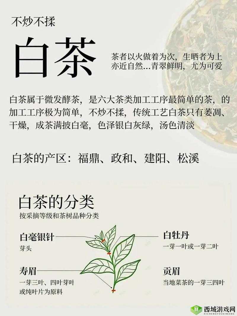 白茶，自然之馈，万病之药的奥秘