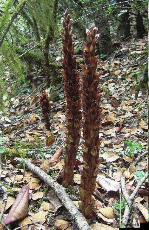 寄生草，妄想山海的神奇草药