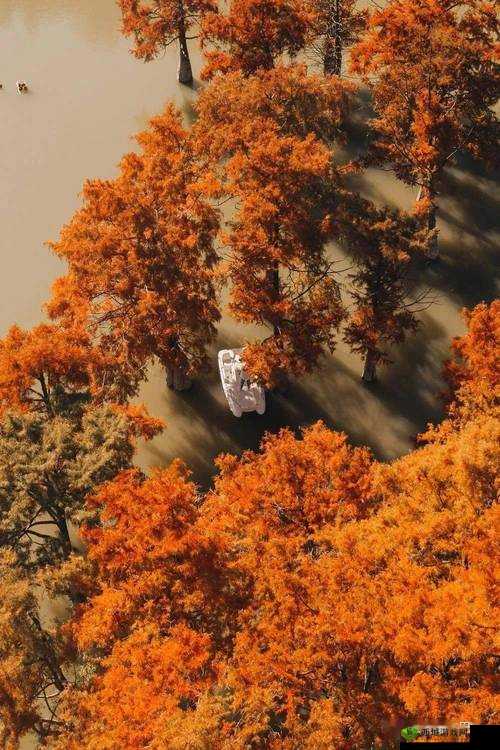 人鲁交 yazhonghucXX:独特视角下的别样探索