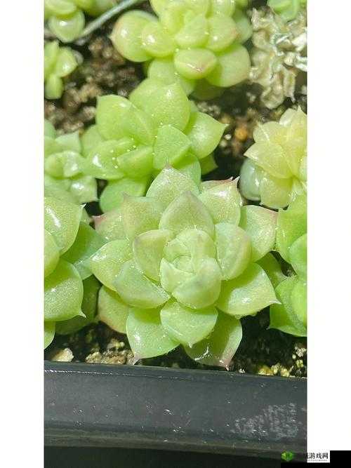 重生细胞绿色流派，解锁生命之力的奥秘