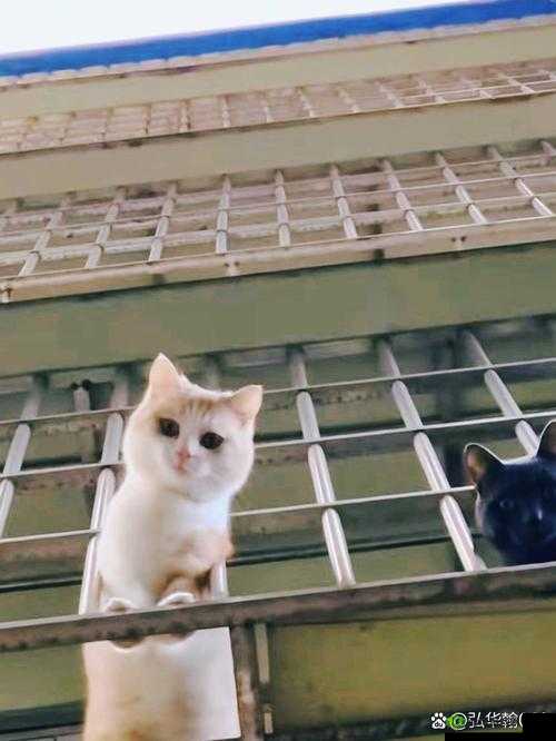 灵猫传猫咪布萌萌，萌态可掬的撒娇高手