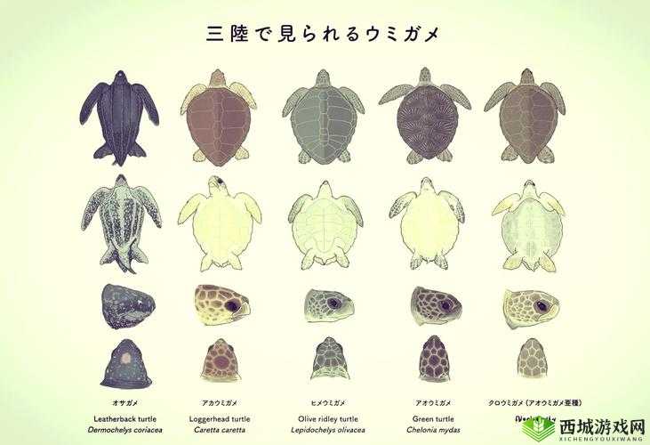 大龟挺进:探索奇妙的身体之旅