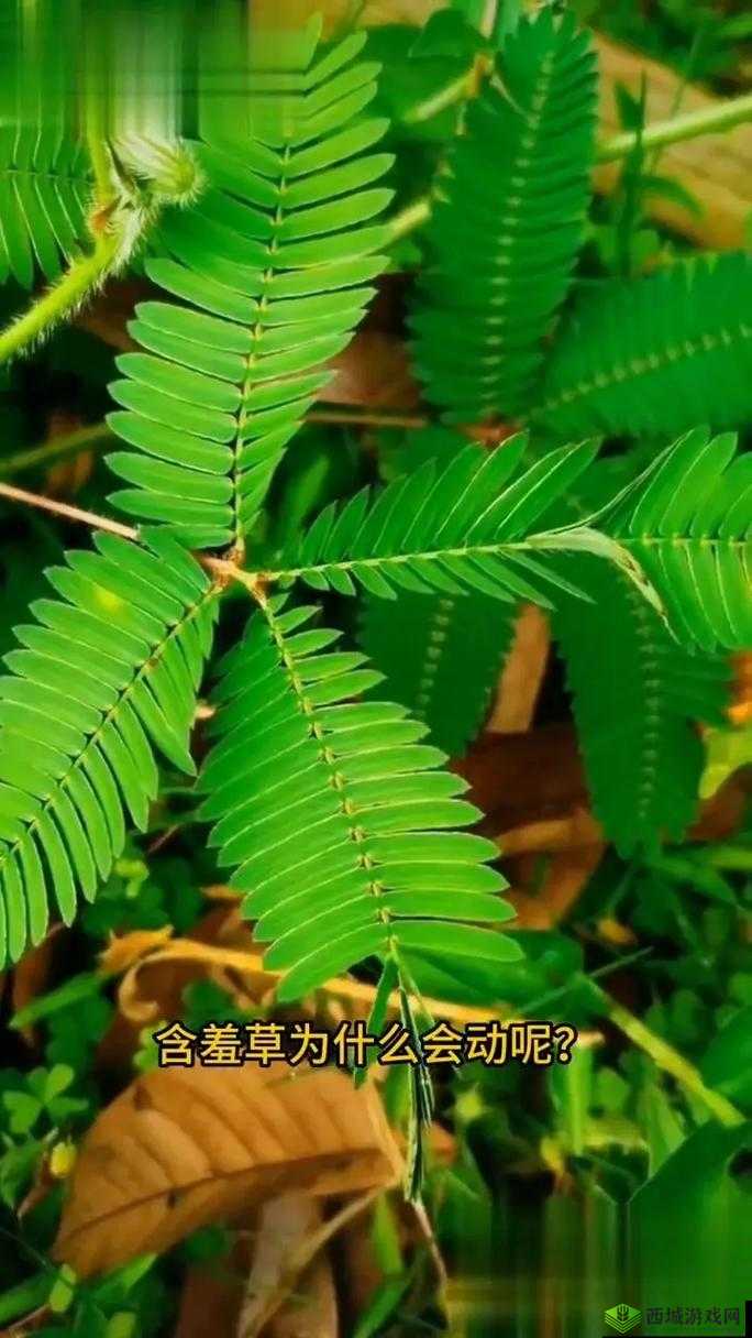 含羞草实验所隐藏 2024:揭示未知的秘密之门