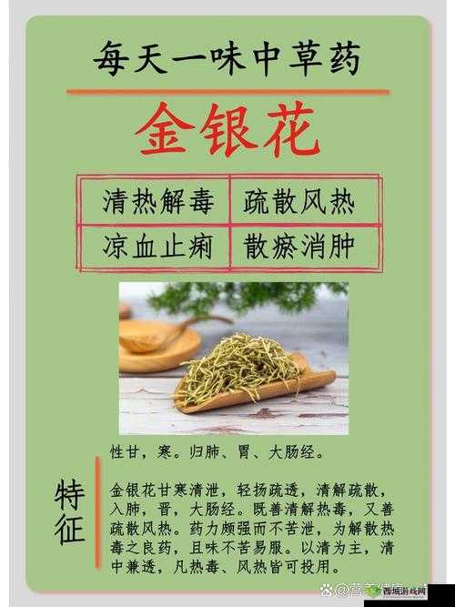 双管齐下 TXl 金银花:清热解毒的天然良药