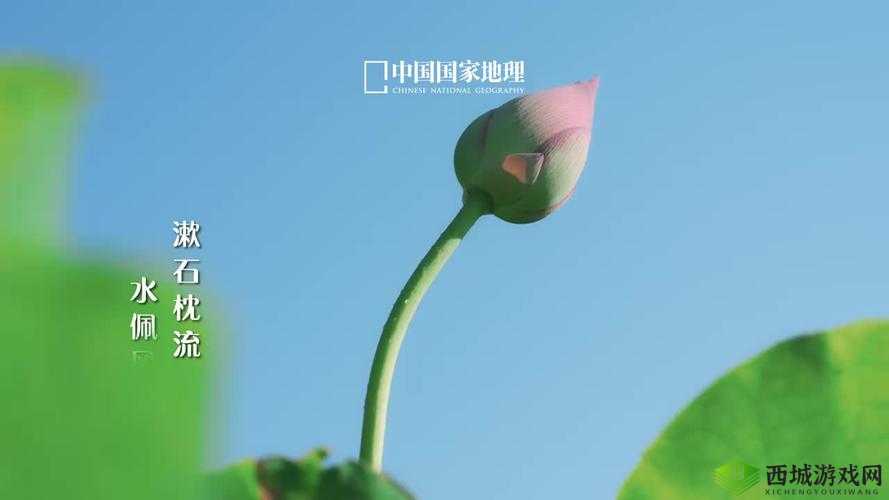 大地视频在线观看免费高清,畅享精彩视界