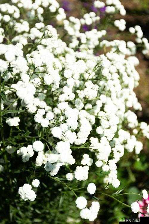 森林少女意大利满天星:那如梦幻般的美丽花卉世界