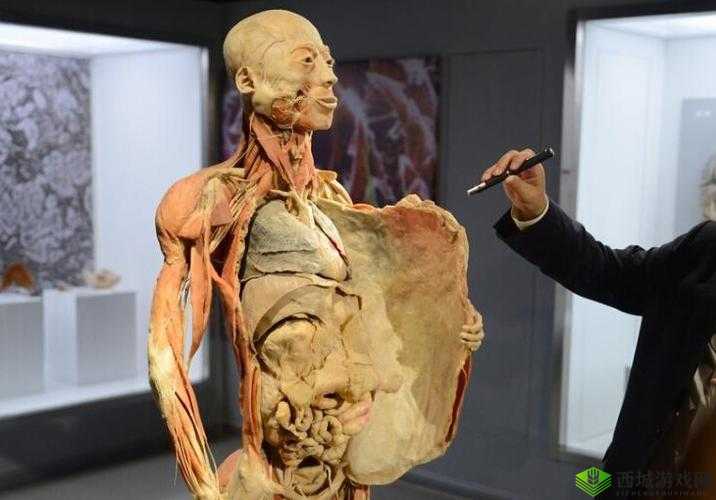 什么是真实:探索真人阴脣标本的奥秘