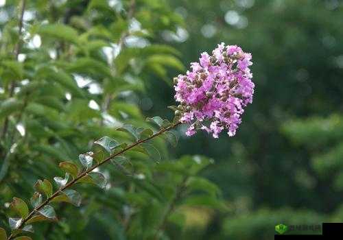 丁香花免费高清完整在线观看：邂逅浪漫，感受纯净之美