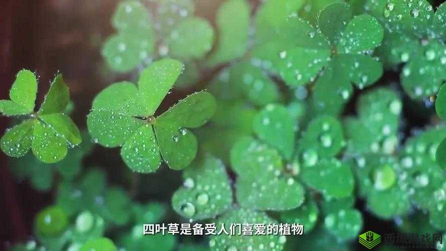 四叶草剧场，打造梦幻舞台，解锁家具舒适度的奥秘