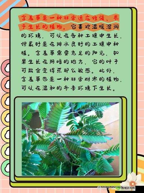 含羞草品种盘点:含羞草四大品种之详细解析及特点介绍