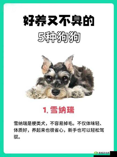 狗狗的东西又硬又烫又臭,怎么办?