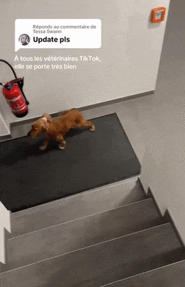 两团雪球快速摇动:雪地上的奇妙动态与神秘力量