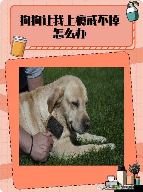 我心爱的狗狗让我上瘾戒不掉，怎么办？