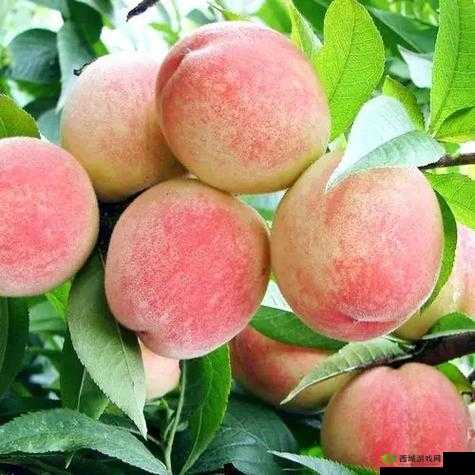 亚洲国精产品水蜜桃：口感鲜美，营养丰富的水果