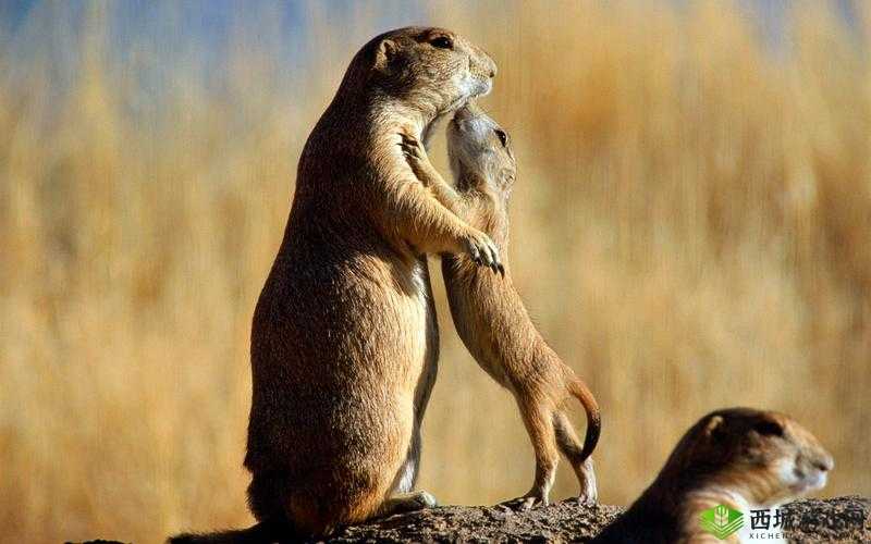 动物餐厅翘爷，烧烤摊上的温情与坚持