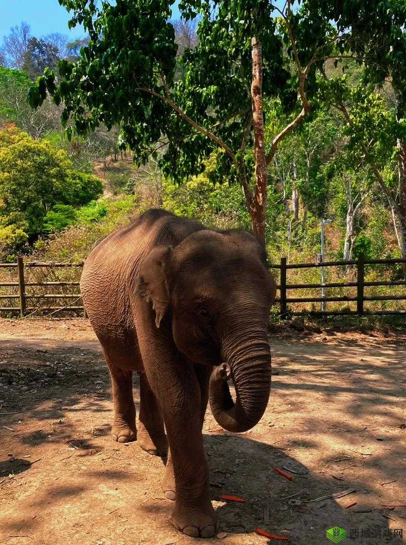 伊春园 2023 入口直达大象听说 30 分钟视频详细内容揭晓