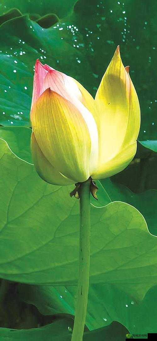 女人半夜莲花开是什么意思：对这一表述的深入探究与解读