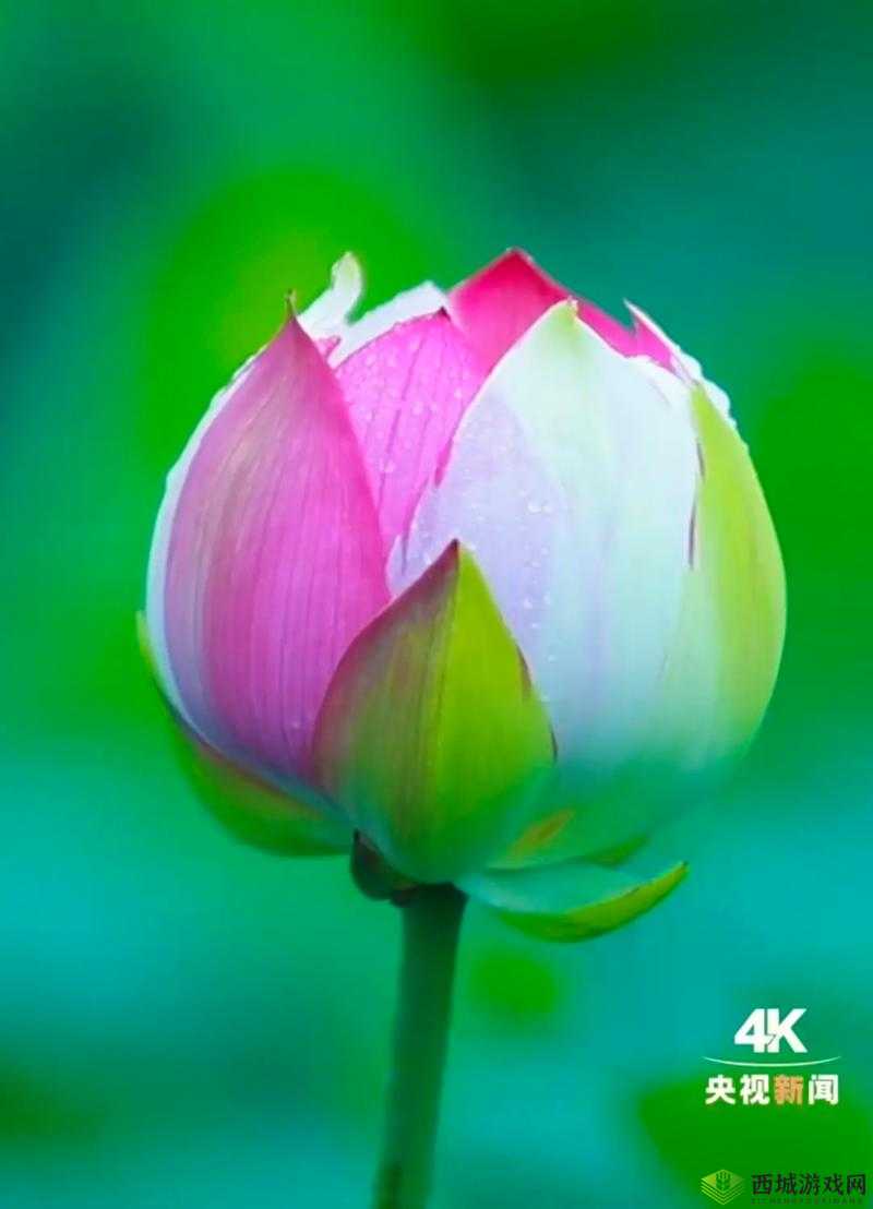 女性半夜莲花开放的治疗方法:通过 XXX 达到 XXX 的效果