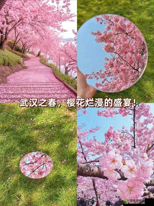 樱花绽放,心愿成真 —— 解神者新活动瞬华之樱限时许愿深度解析