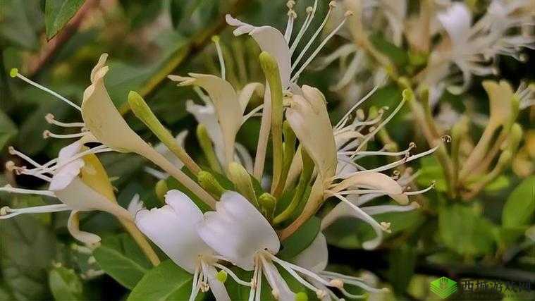 父承子液金银花:传统中医药的瑰宝与独特魅力
