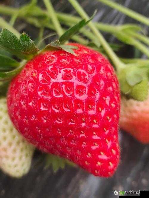 秋葵草莓樱桃榴莲大全:水果与蔬菜的奇妙组合