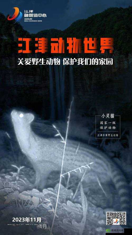 探秘灵猫世界,一段关于灵猫传说的奇妙旅程