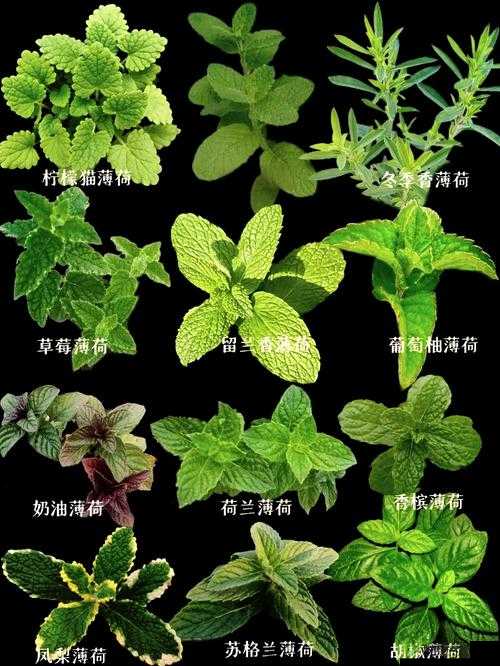 夜夜草类型多样究竟是否为真的探究