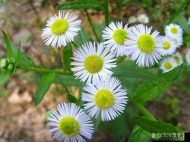 野花:高清中文免费日本精品版,精彩内容不容错过