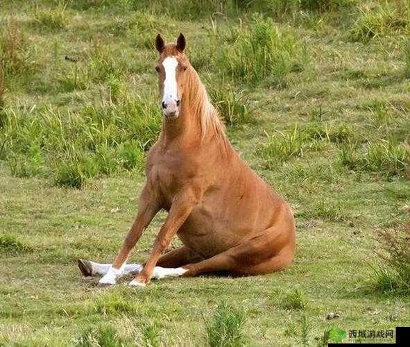 人马畜禽companylimited：致力于推动相关产业的创新与发展