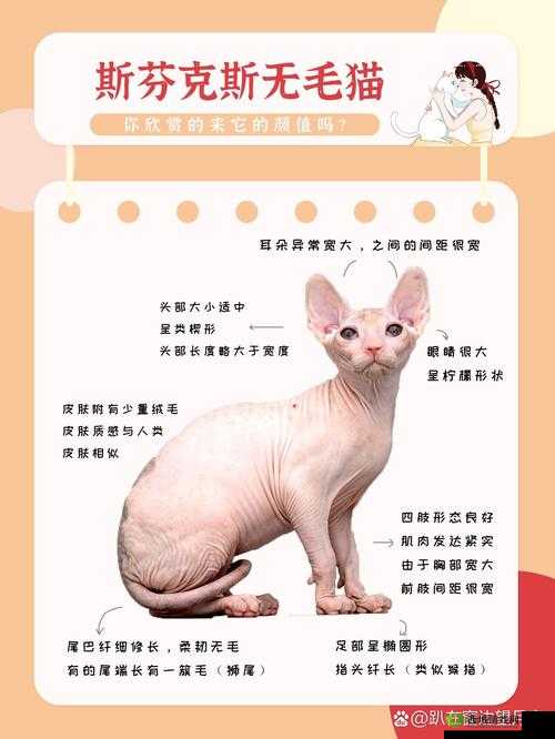 梦间集天鹅座，宠物之选，解锁你的专属萌宠秘籍