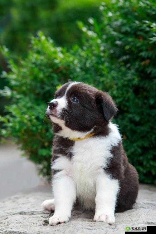 狗配人怎样配马配人呢:关于动物与人配对的相关探讨