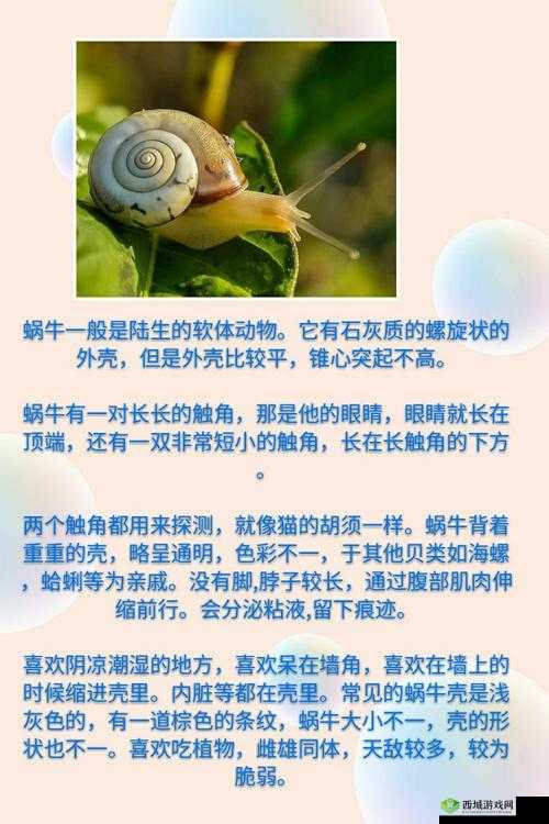 解锁智慧之门，最强蜗牛蜗牛智慧王华夏答案全揭秘