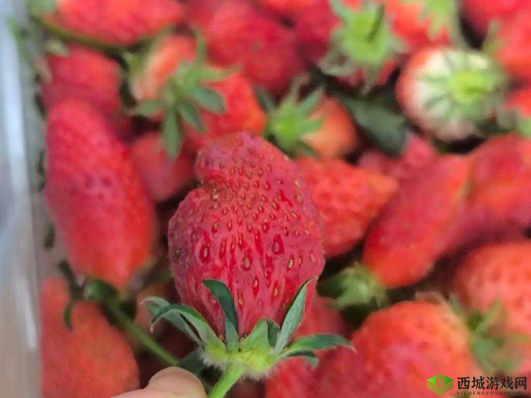 啊~你tm别了我的草莓软件:为何它让我如此崩溃