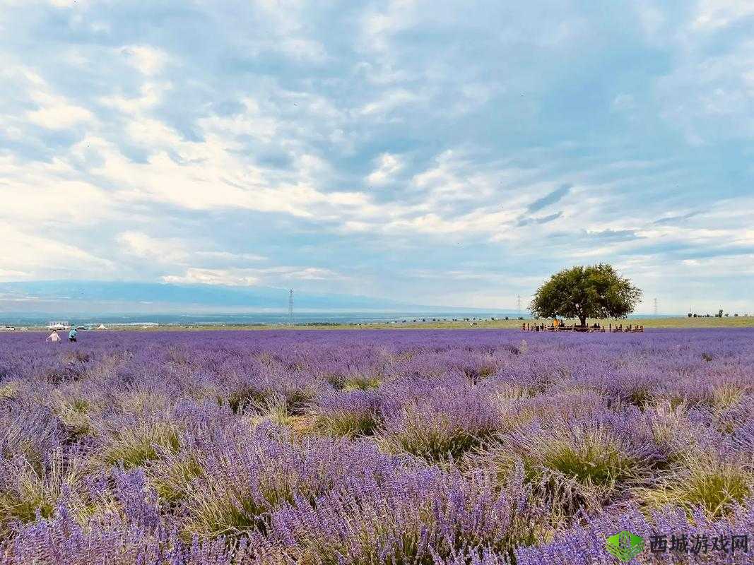 薰衣草免费实验室2024 下载:一款独特的应用程序介绍