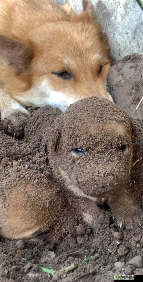 狗卡在我的那里怎么办:快来帮我想想办法呀